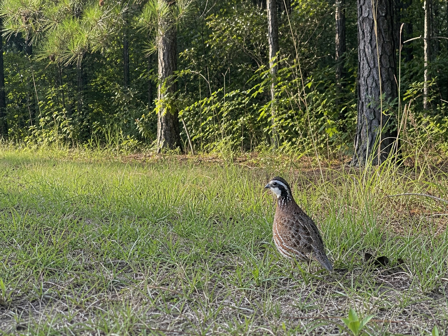 Bobwhite quail standing in grass near a wooded farm field