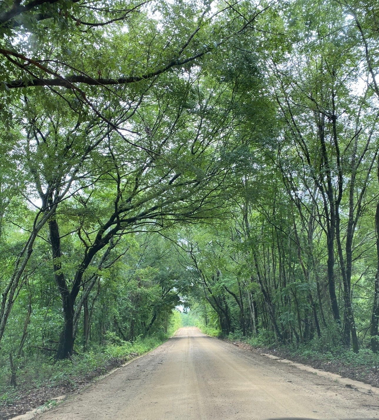 Tree-covered dirt road leading through the property
